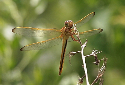 [Front view of a dragonfly looking at the camera as it held  the top of a twig. The light yellow color along the tops of the wings leads to the blackish-brown segments at the tips of the wings. There is a thick dark stripe on the underside of the body.]
